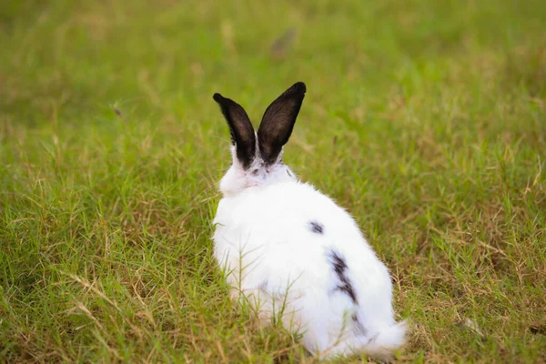Baharda Yeşil Tarlada Siyah Nokta Tavşanlı Genç Beyaz Güzel Tavşancık — Stok fotoğraf