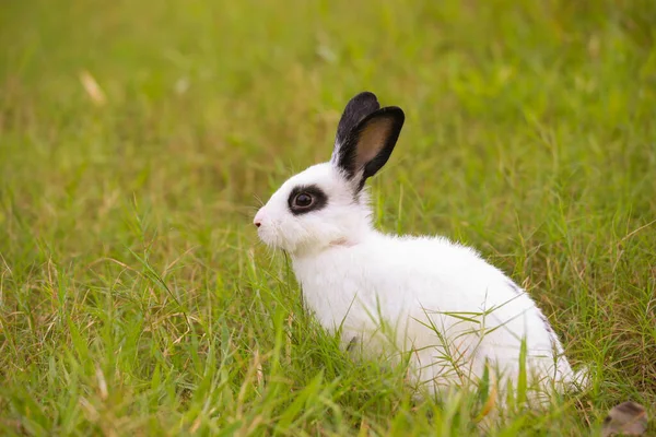 Young White Black Dot Rabbit Green Field Spring Lovely Bunny — Stock Photo, Image
