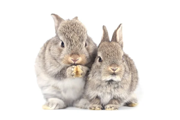 Baharda Beyaz Arka Planda Şirin Küçük Bir Tavşan Genç Sevimli — Stok fotoğraf