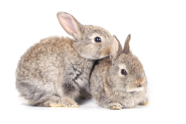 Söt Liten Kanin Vit Bakgrund Våren Ung Bedårande Kanin Spelar — Stockfoto