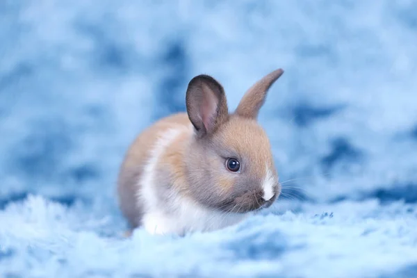 봄철에는 자연적 배경으로 풀밭에 귀여운 토끼가 귀여운 하늘에서 것처럼 카펫에서 — 스톡 사진