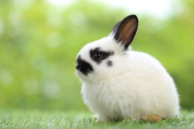 Baharda arka planda doğal bokeh olan yeşil çimenlerin üzerinde şirin küçük bir tavşan. Bahçede oynayan genç sevimli tavşan. Parktaki sevimli hayvan.