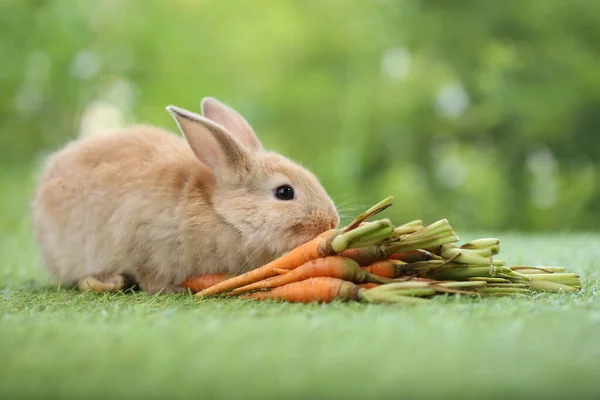 Cute Little Rabbit Green Grass Natural Bokeh Background Spring Young — стоковое фото
