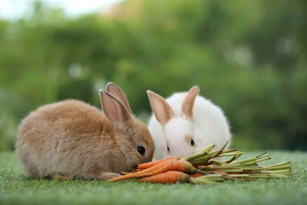 Cute Little Rabbit Green Grass Natural Bokeh Background Spring Young — Foto de Stock