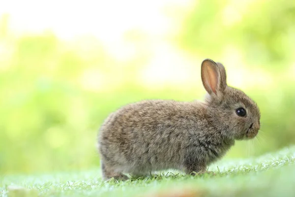 stock image Cute little rabbit on green grass with natural bokeh as background during spring. Young adorable bunny playing in garden. Lovely pet at park