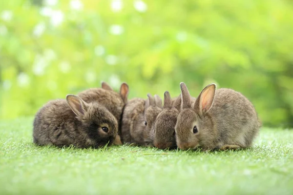 Nettes Kleines Kaninchen Auf Grünem Gras Mit Natürlichem Bokeh Als — Stockfoto