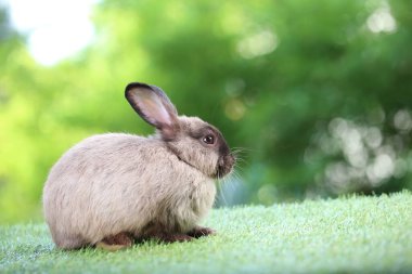 Baharda arka planda doğal bokeh olan yeşil çimenlerin üzerinde şirin küçük bir tavşan. Bahçede oynayan genç sevimli tavşan. Parktaki sevimli hayvan.