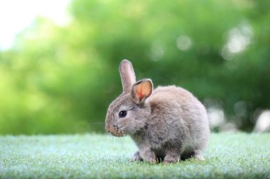 Baharda arka planda doğal bokeh olan yeşil çimenlerin üzerinde şirin küçük bir tavşan. Bahçede oynayan genç sevimli tavşan. Parktaki sevimli hayvan.