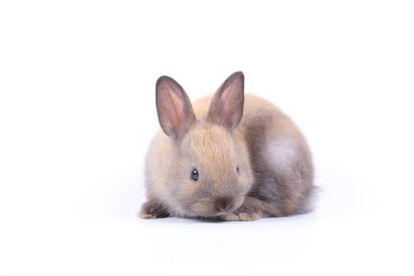 Baharda beyaz arka planda şirin küçük bir tavşan. Genç sevimli tavşan oynuyor ve hareket ediyor. Paskalya için uzun kulaklı sevimli hayvan.
