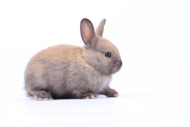 Baharda beyaz arka planda şirin küçük bir tavşan. Genç sevimli tavşan oynuyor ve hareket ediyor. Paskalya için uzun kulaklı sevimli hayvan.