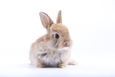 Beyaz arka planda şirin bir tavşan