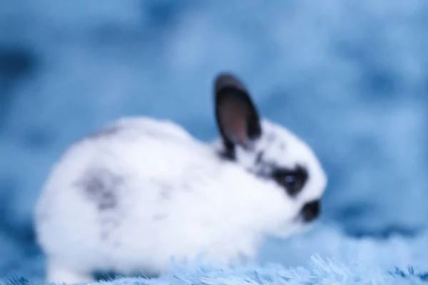 春は緑の芝生の上で天然のボケを背景に可愛いウサギ 空のコンセプトのように青い毛皮のカーペットで遊ぶ若い愛らしいウサギ 可愛い赤ちゃんペット — ストック写真