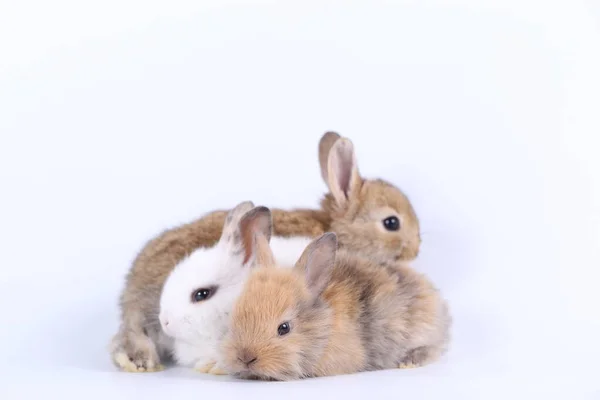 春の間 白い背景にかわいいウサギ 若い愛らしいウサギの遊びと動き イースターのための長い耳を持つ素敵なペット — ストック写真