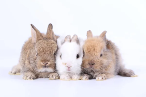 春天的时候 在白色背景上可爱的小兔子 年轻可爱的兔子玩耍和运动 复活节时长耳朵的可爱宠物 — 图库照片