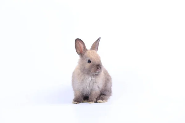 Cute Little Rabbit White Background Spring Young Adorable Bunny Playing — Stock Photo, Image