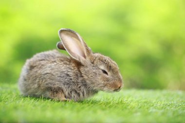 Baharda arka planda doğal bokeh olan yeşil çimenlerin üzerinde şirin küçük bir tavşan. Bahçede oynayan genç sevimli tavşan. Baharda parkta sevimli bir hayvan.
