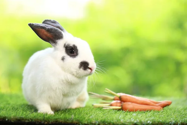 Cute Little Rabbit Green Grass Natural Bokeh Background Spring Young — Stok fotoğraf