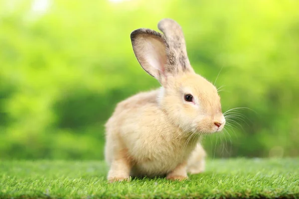 Cute Little Rabbit Green Grass Natural Bokeh Background Spring Young —  Fotos de Stock