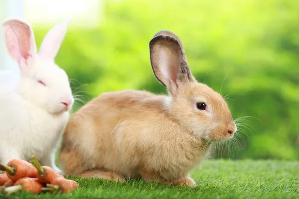 春は緑の芝生の上で天然のボケを背景に可愛いウサギ 庭で遊んでいる若い愛らしいウサギ 春の公園で素敵なペット — ストック写真