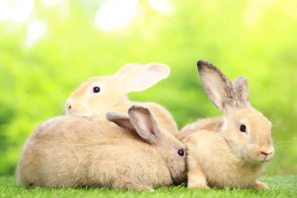 Милий Маленький Кролик Зеленій Траві Натуральним Боке Фон Навесні Молодий — стокове фото