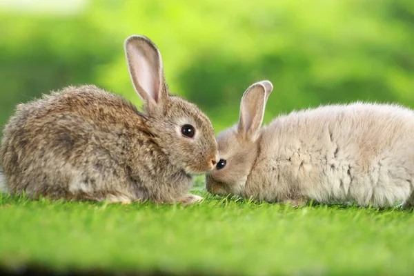 春は緑の芝生の上で天然のボケを背景に可愛いウサギ 庭で遊んでいる若い愛らしいウサギ 春の公園で素敵なペット — ストック写真