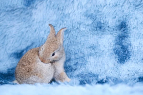 春天里 在绿草上 以天然山楂为背景 可爱的小兔子 年轻可爱的兔子在蓝色的毛毯上玩耍 就像在天空的概念 可爱的小宠物 — 图库照片