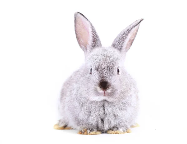 Милый Серый Кролик Белом Фоне Весной Молодой Очаровательный Кролик Играет — стоковое фото