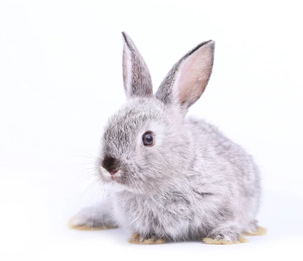 Милий Сірий Маленький Кролик Білому Тлі Навесні Молодий Чарівний Кролик — стокове фото