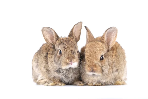 白色背景的可爱小兔子 年轻可爱的兔子在许多动作和颜色 可爱的宠物 毛绒绒的 三个小兔崽子在行动中 有长耳朵的宠物 — 图库照片