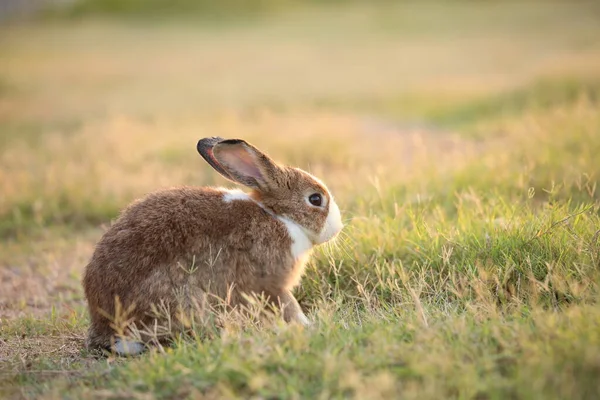 Rabbit Green Field Farm Way Lovely Lively Bunny Nature Happiness — стоковое фото