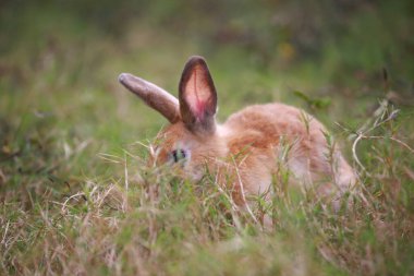 Baharda yeşil tarlada yetişkin bir tavşan. Güzel tavşancık taze bahçede eğleniyor. Sevimli tavşan oynuyor ve yeşil çimenlerde dinleniyor..