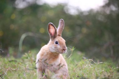 Baharda yeşil tarlada yetişkin bir tavşan. Güzel tavşancık taze bahçede eğleniyor. Sevimli tavşan oynuyor ve yeşil çimenlerde dinleniyor..