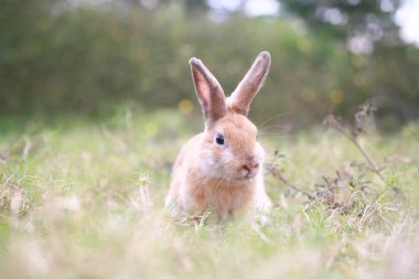 Baharda yeşil tarlada yetişkin bir tavşan. Güzel tavşancık taze bahçede eğleniyor. Sevimli tavşan oynuyor ve yeşil çimenlerde dinleniyor..