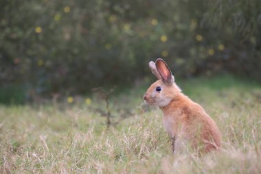 Baharda yeşil tarlada yetişkin bir tavşan. Güzel tavşancık taze bahçede eğleniyor. Sevimli tavşan oynuyor ve yeşil çimenlerde dinleniyor..