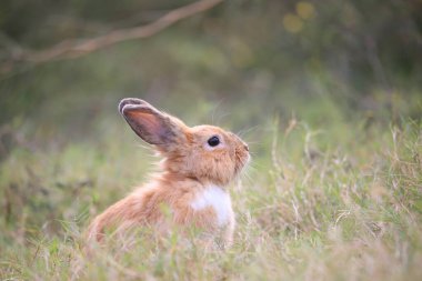 Baharda yeşil tarlada yetişkin bir tavşan. Güzel tavşancık taze bahçede eğleniyor. Sevimli tavşan oynuyor ve yeşil çimenlerde dinleniyor..
