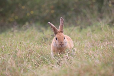 Baharda yeşil tarlada yetişkin bir tavşan. Güzel tavşancık taze bahçede eğleniyor. Sevimli tavşan oynuyor ve yeşil çimenlerde dinleniyor..