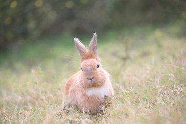 Baharda yeşil tarlada yetişkin bir tavşan. Güzel tavşancık taze bahçede eğleniyor. Sevimli tavşan oynuyor ve yeşil çimenlerde dinleniyor..