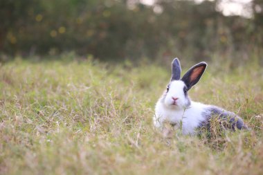 Baharda yeşil tarlada yetişkin bir tavşan. Güzel tavşancık taze bahçede eğleniyor. Sevimli tavşan oynuyor ve yeşil çimenlerde dinleniyor..