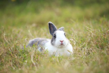 Baharda yeşil tarlada yetişkin bir tavşan. Güzel tavşancık taze bahçede eğleniyor. Sevimli tavşan oynuyor ve yeşil çimenlerde dinleniyor..