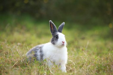 Baharda yeşil tarlada yetişkin bir tavşan. Güzel tavşancık taze bahçede eğleniyor. Sevimli tavşan oynuyor ve yeşil çimenlerde dinleniyor..