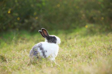 Baharda yeşil tarlada yetişkin bir tavşan. Güzel tavşancık taze bahçede eğleniyor. Sevimli tavşan oynuyor ve yeşil çimenlerde dinleniyor..