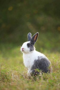 Baharda yeşil tarlada yetişkin bir tavşan. Güzel tavşancık taze bahçede eğleniyor. Sevimli tavşan oynuyor ve yeşil çimenlerde dinleniyor..