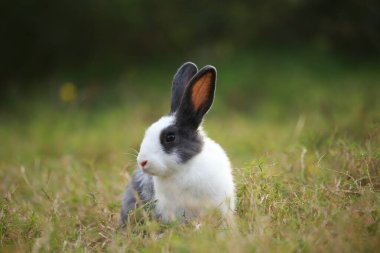 Baharda yeşil tarlada yetişkin bir tavşan. Güzel tavşancık taze bahçede eğleniyor. Sevimli tavşan oynuyor ve yeşil çimenlerde dinleniyor..