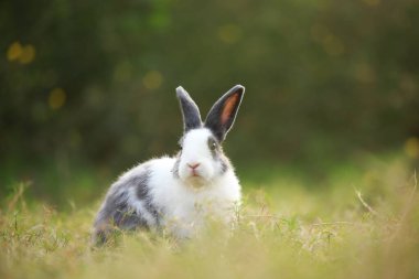 Baharda yeşil tarlada yetişkin bir tavşan. Güzel tavşancık taze bahçede eğleniyor. Sevimli tavşan oynuyor ve yeşil çimenlerde dinleniyor..