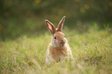 Baharda yeşil tarlada yetişkin bir tavşan. Güzel tavşancık taze bahçede eğleniyor. Sevimli tavşan oynuyor ve yeşil çimenlerde dinleniyor..
