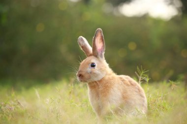 Baharda yeşil tarlada yetişkin bir tavşan. Güzel tavşancık taze bahçede eğleniyor. Sevimli tavşan oynuyor ve yeşil çimenlerde dinleniyor..