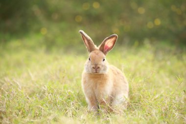 Baharda yeşil tarlada yetişkin bir tavşan. Güzel tavşancık taze bahçede eğleniyor. Sevimli tavşan oynuyor ve yeşil çimenlerde dinleniyor..