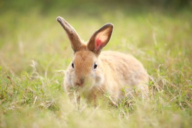 Baharda yeşil tarlada yetişkin bir tavşan. Güzel tavşancık taze bahçede eğleniyor. Sevimli tavşan oynuyor ve yeşil çimenlerde dinleniyor..