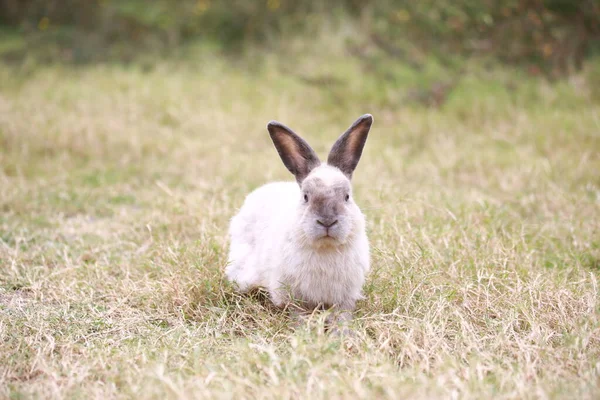春天在绿地里的成年兔子 可爱的兔子在新鲜的花园里玩得很开心 可爱的兔子在大自然的绿草中玩耍和放松 — 图库照片