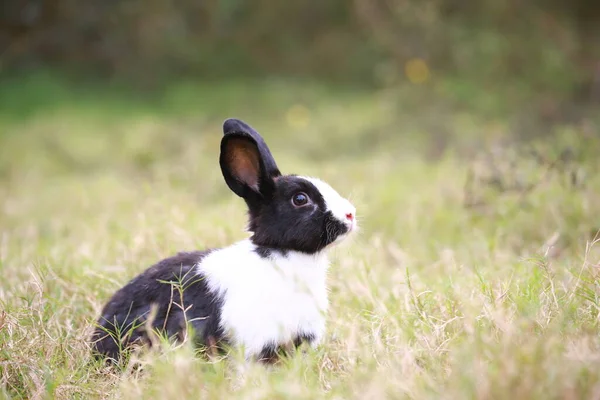 Взрослый Кролик Зеленом Поле Весной Прекрасный Кролик Веселится Свежем Саду — стоковое фото